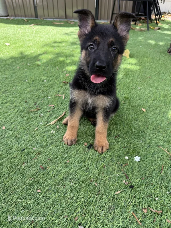 Lana  – German Shepherd Dog puppy for sale in Miami, FL