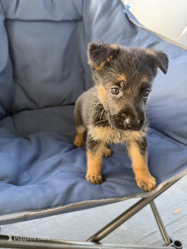 Maya – German Shepherd Dog puppy for sale in Miami, FL