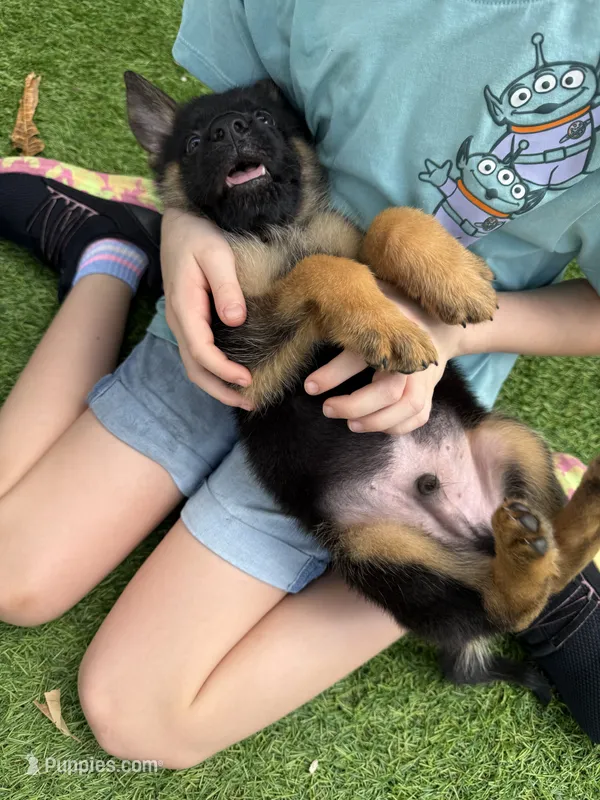 Mako – German Shepherd Dog puppy for sale in Miami, FL