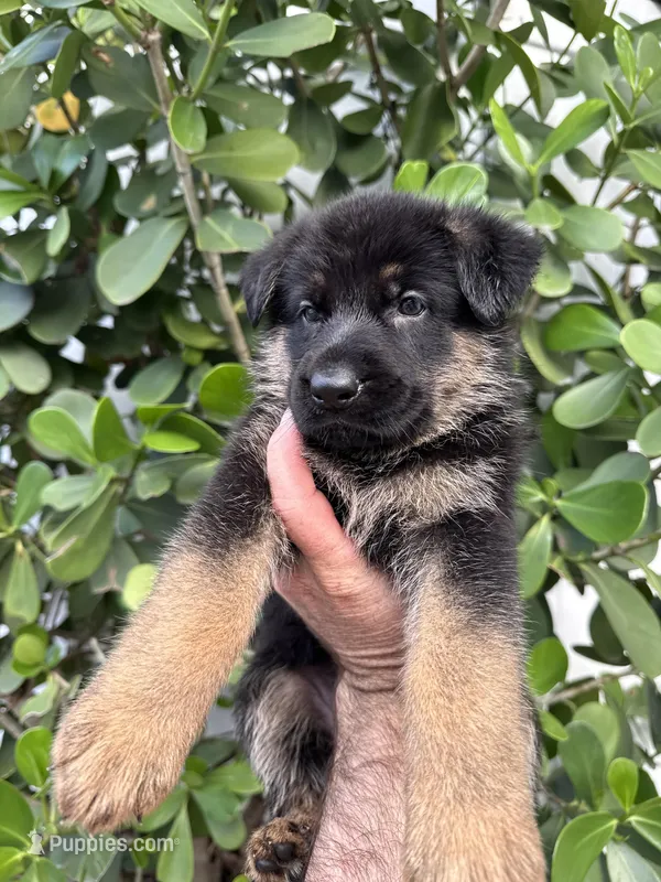 Sandy – German Shepherd Dog puppy for sale in Miami, FL