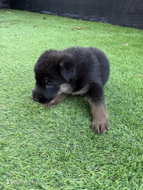 Sandy – German Shepherd Dog puppy for sale in Miami, FL