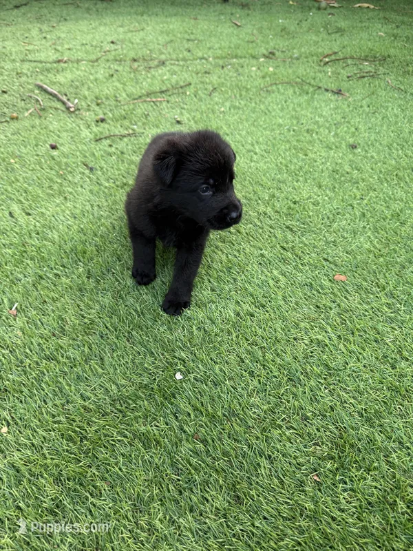 Hook  – German Shepherd Dog puppy for sale in Miami, FL