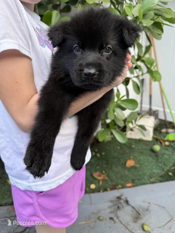 Hook  – German Shepherd Dog puppy for sale in Miami, FL