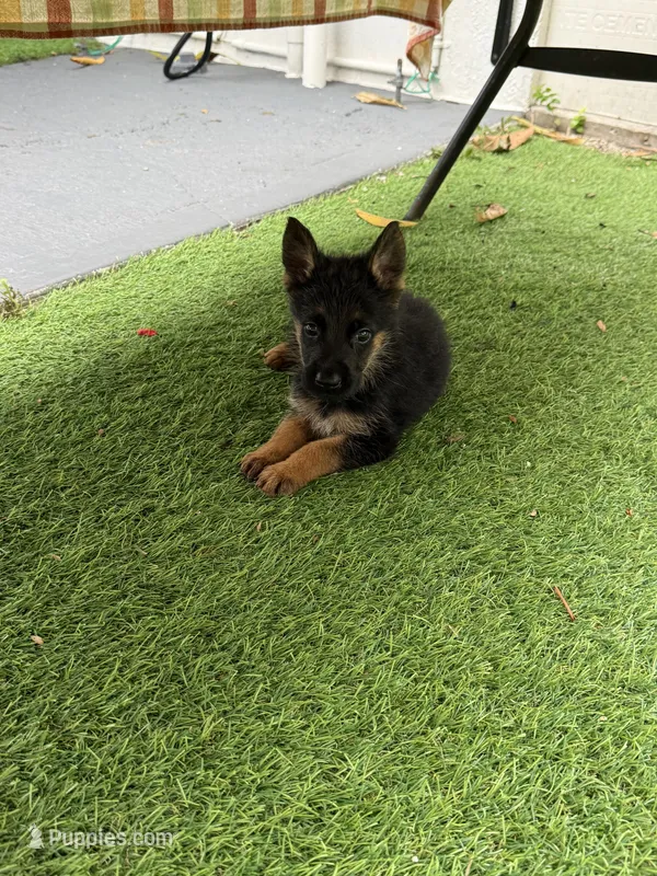 Maya – German Shepherd Dog puppy for sale in Miami, FL