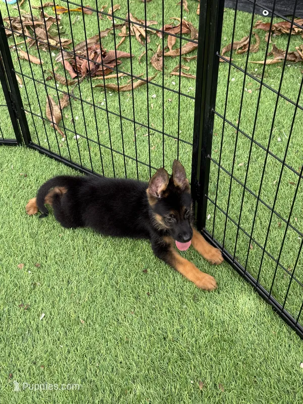 Jack – German Shepherd Dog puppy for sale in Miami, FL