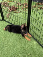 Jack, a male German Shepherd Dog for sale in Miami, FL – 1 of 2