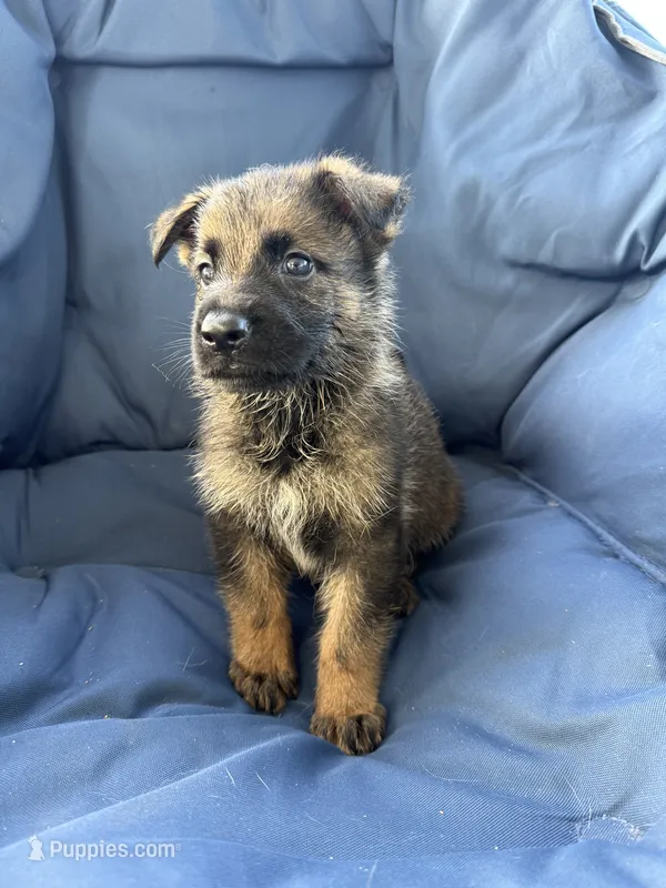 Mako – German Shepherd Dog puppy for sale in Miami, FL