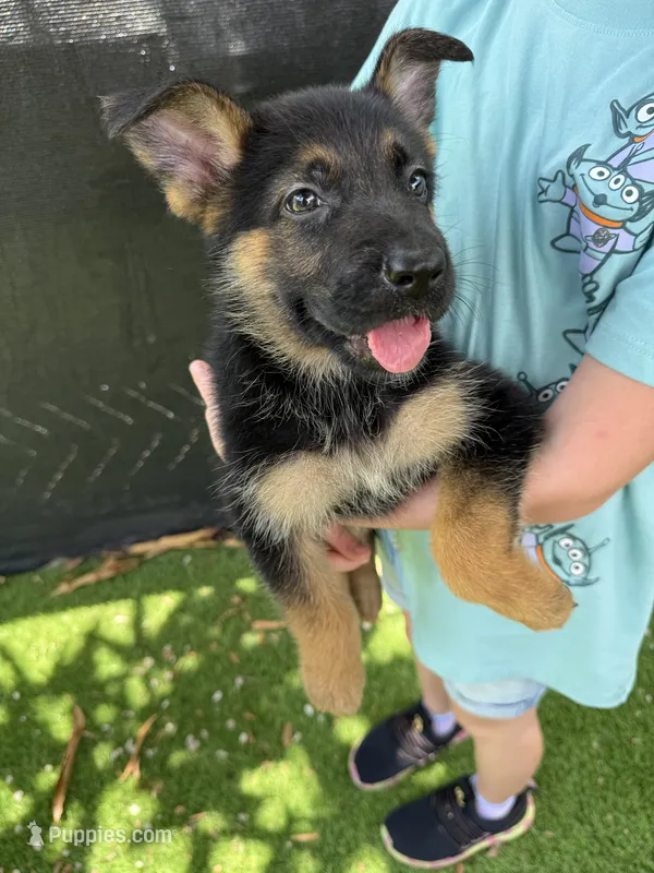 Maya – German Shepherd Dog puppy for sale in Miami, FL