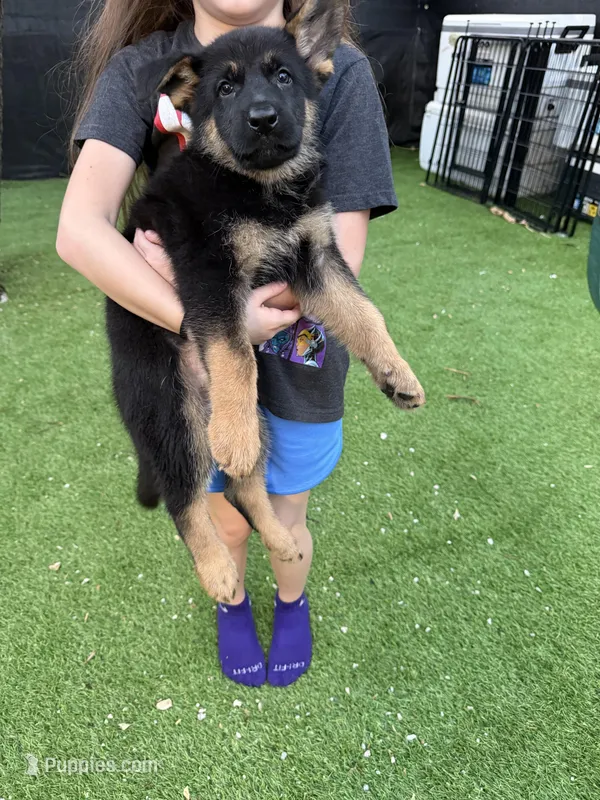 Ginnie  – German Shepherd Dog puppy for sale in Miami, FL