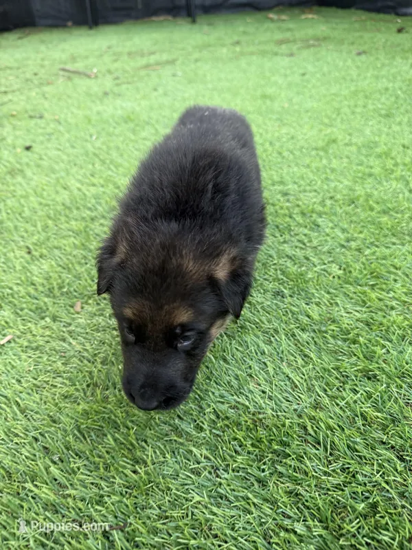 Ginnie  – German Shepherd Dog puppy for sale in Miami, FL