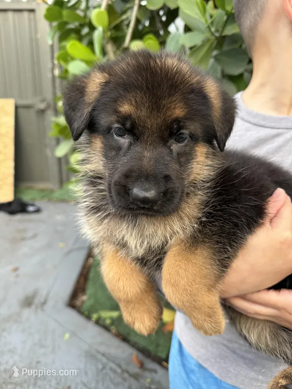 Ginnie  – German Shepherd Dog puppy for sale in Miami, FL