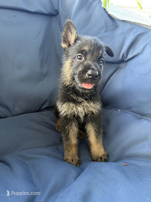 Hook Jr – German Shepherd Dog puppy for sale in Miami, FL