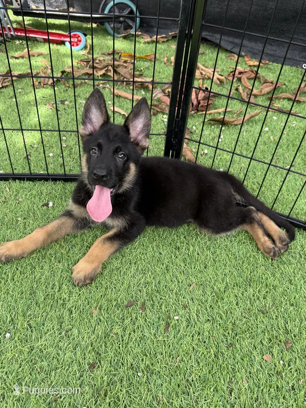 Hook Jr – German Shepherd Dog puppy for sale in Miami, FL