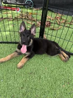 Hook Jr, a male German Shepherd Dog for sale in Miami, FL – 1 of 2