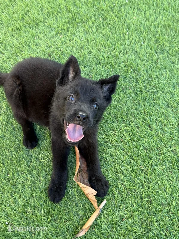 Ginnie  – German Shepherd Dog puppy for sale in Miami, FL