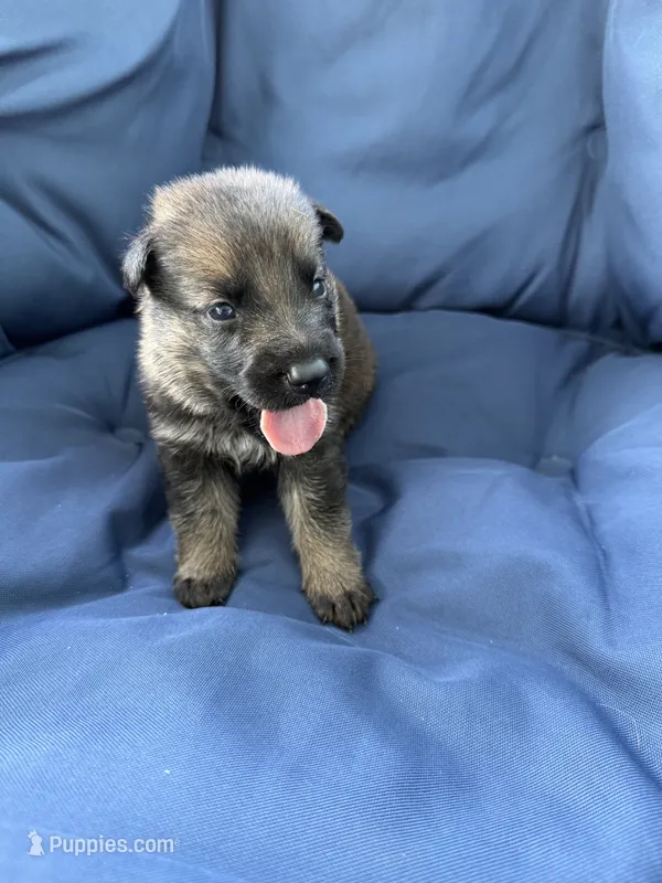 Mako – German Shepherd Dog puppy for sale in Miami, FL