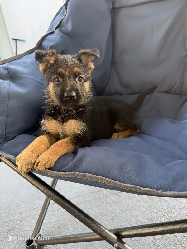 Lana  – German Shepherd Dog puppy for sale in Miami, FL