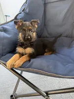 Lana , a female German Shepherd Dog for sale in Miami, FL – 1 of 1