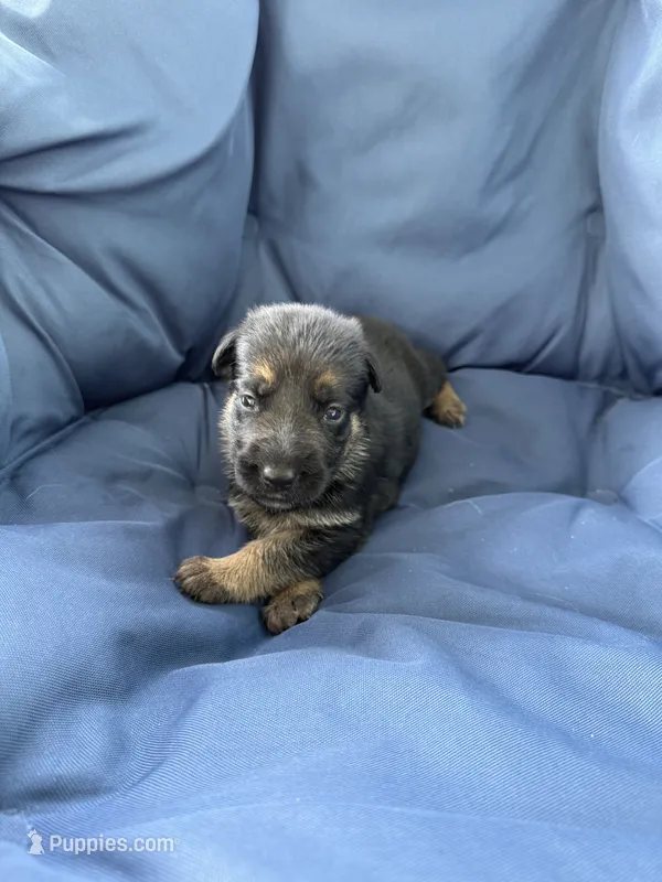 Maya – German Shepherd Dog puppy for sale in Miami, FL