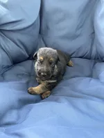 Maya, a female German Shepherd Dog for sale in Miami, FL – 1 of 1