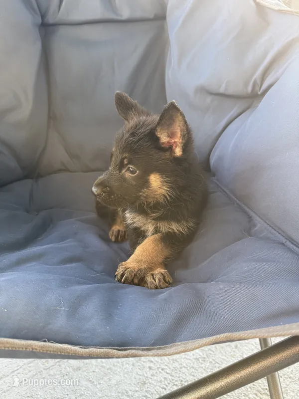 Mako – German Shepherd Dog puppy for sale in Miami, FL