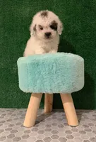 pinpon, a male Maltipoo for sale in Burbank, CA – 2 of 2