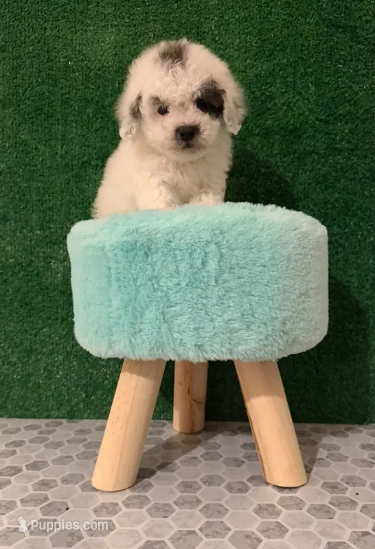 pinpon – Maltipoo puppy for sale in Burbank, CA