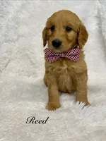 Reed , a male Goldendoodle for sale in Beresford, SD – 2 of 2