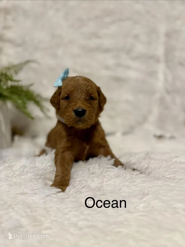 Ocean  – Goldendoodle puppy for sale in Beresford, SD