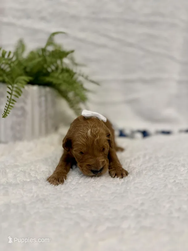 Ocean , a female Goldendoodle for sale in Beresford, SD – Photo 1 of 1