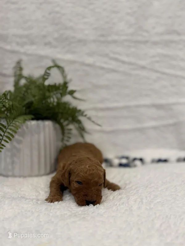 Niko, a male Goldendoodle for sale in Beresford, SD – Photo 1 of 1