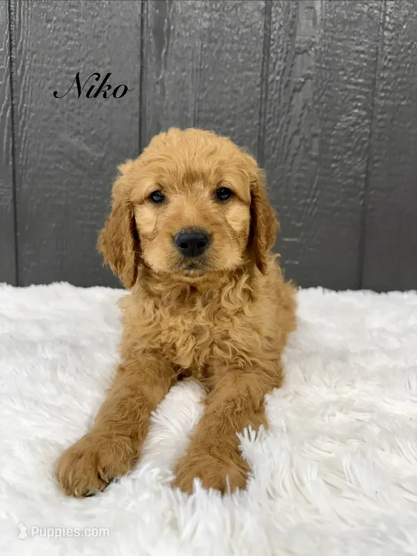 Niko – Goldendoodle puppy for sale in Beresford, SD