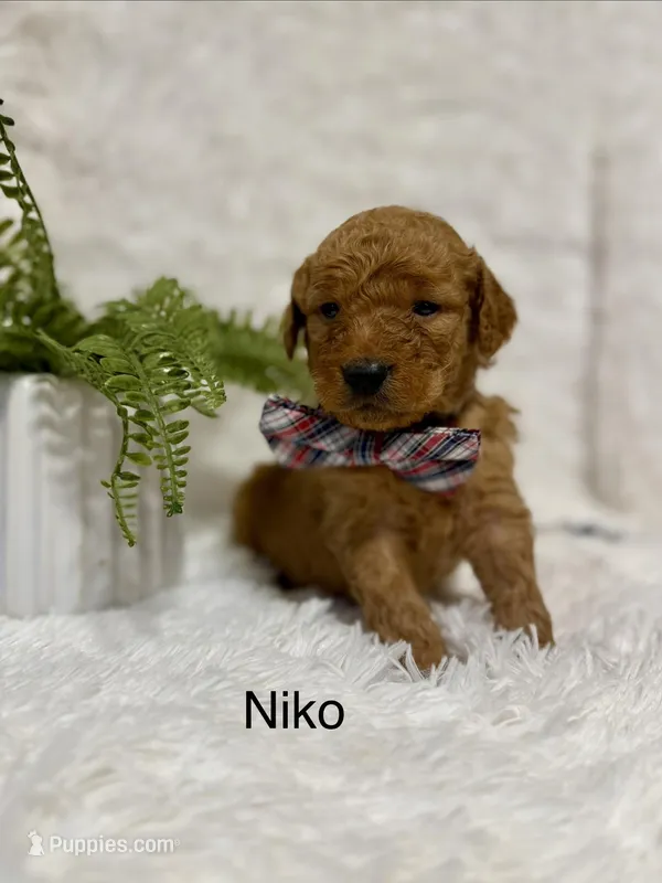 Niko – Goldendoodle puppy for sale in Beresford, SD