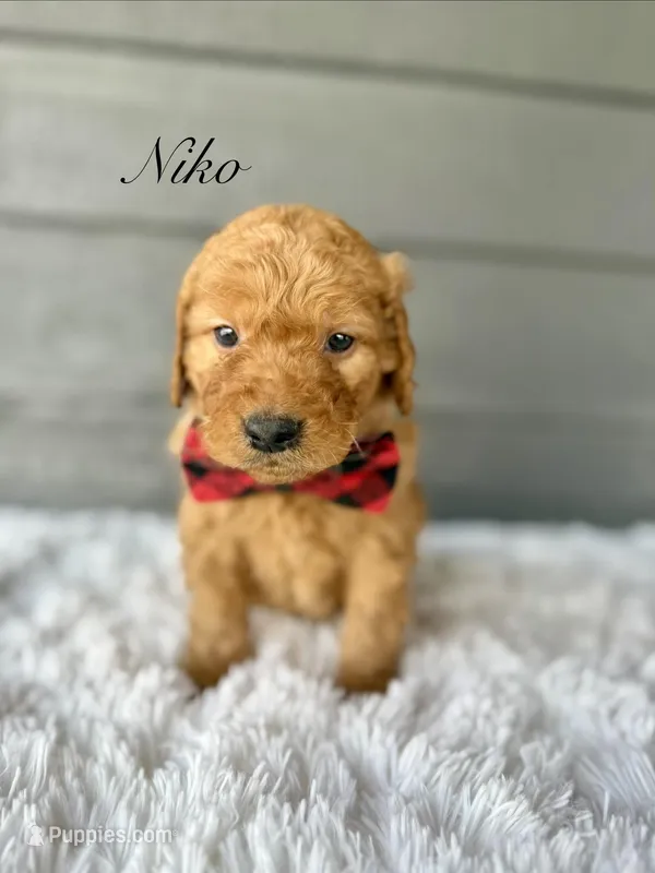Niko – Goldendoodle puppy for sale in Beresford, SD