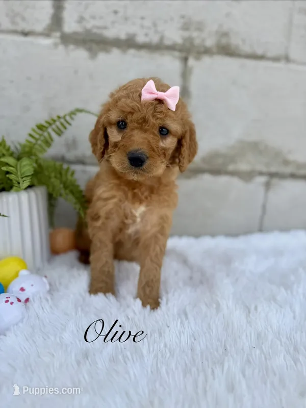 Olive  – Goldendoodle puppy for sale in Beresford, SD