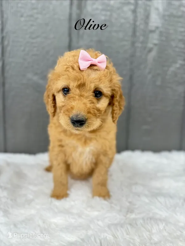 Olive  – Goldendoodle puppy for sale in Beresford, SD