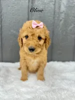 Olive , a female Goldendoodle for sale in Beresford, SD – Photo 1 of 2