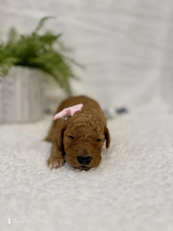 Olive , a female Goldendoodle for sale in Beresford, SD – Photo 1 of 1