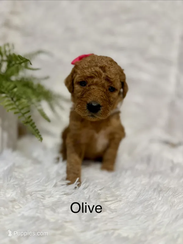 Olive  – Goldendoodle puppy for sale in Beresford, SD