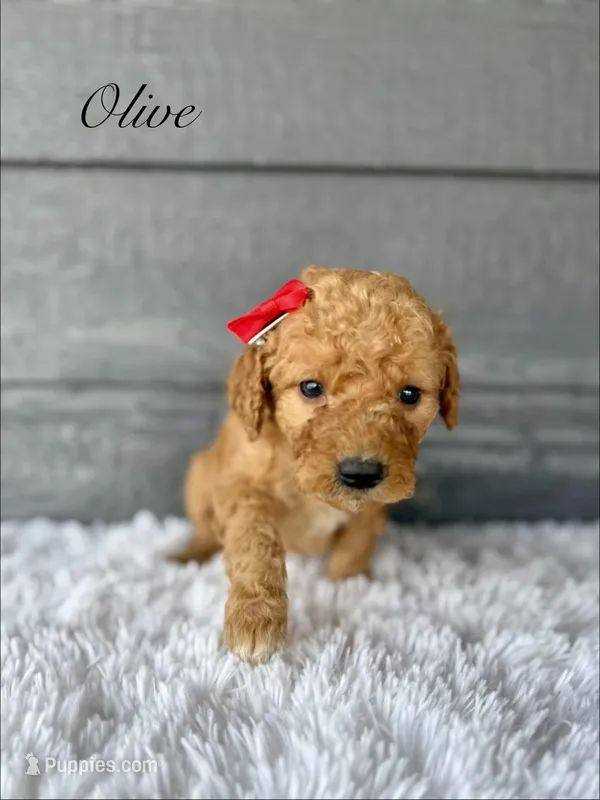 Olive  – Goldendoodle puppy for sale in Beresford, SD