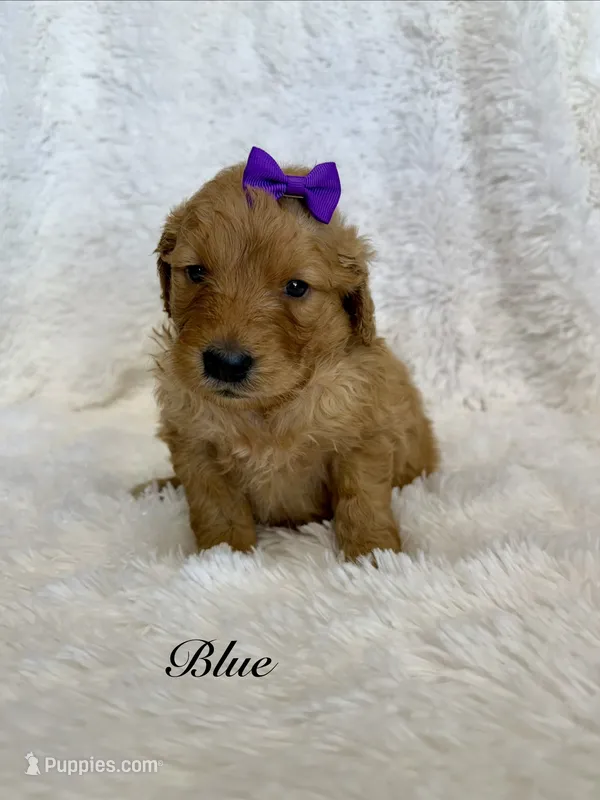 Blue – Goldendoodle puppy for sale in Beresford, SD