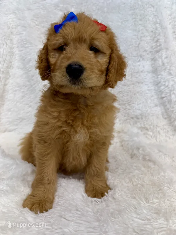 Red – Goldendoodle puppy for sale in Beresford, SD