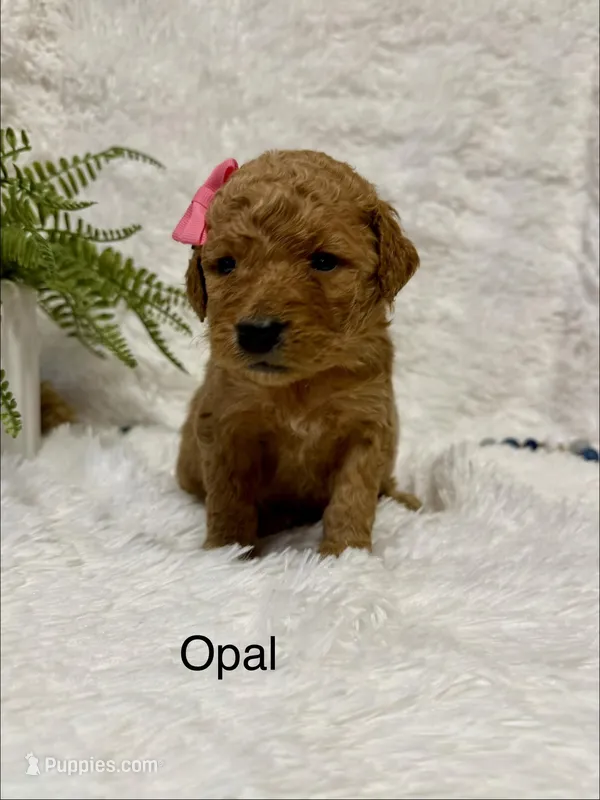 Opal – Goldendoodle puppy for sale in Beresford, SD