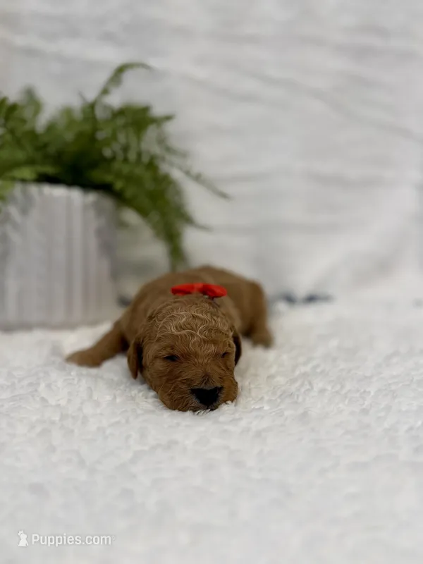 Opal, a female Goldendoodle for sale in Beresford, SD – Photo 1 of 1