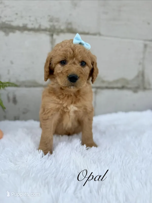 Opal – Goldendoodle puppy for sale in Beresford, SD