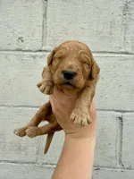 Lincoln , a male Goldendoodle for sale in Beresford, SD – 1 of 1