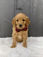 Ollie , a male Goldendoodle for sale in Beresford, SD – Photo 1 of 4
