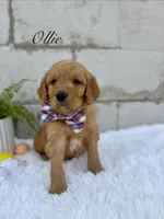 Ollie , a male Goldendoodle for sale in Beresford, SD – Photo 3 of 4