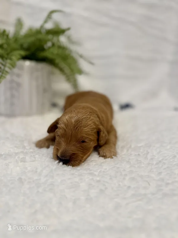 Ollie , a male Goldendoodle for sale in Beresford, SD – Photo 1 of 1
