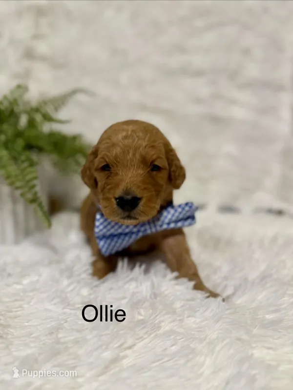 Ollie  – Goldendoodle puppy for sale in Beresford, SD